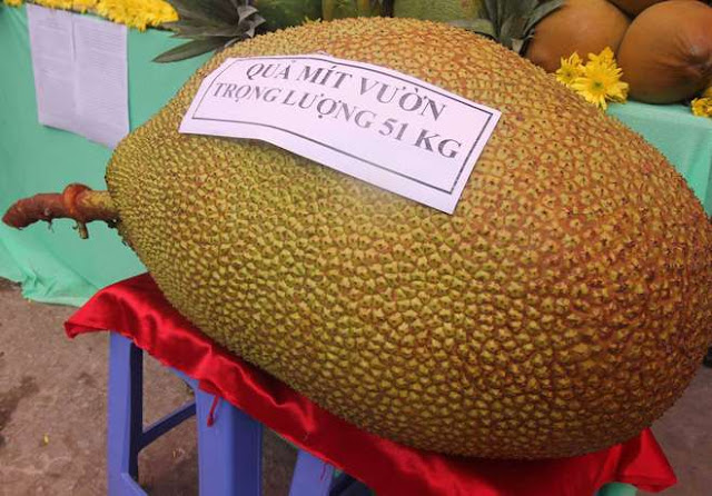 Loại quả tương lai sẽ là cứu tinh của nhân loại