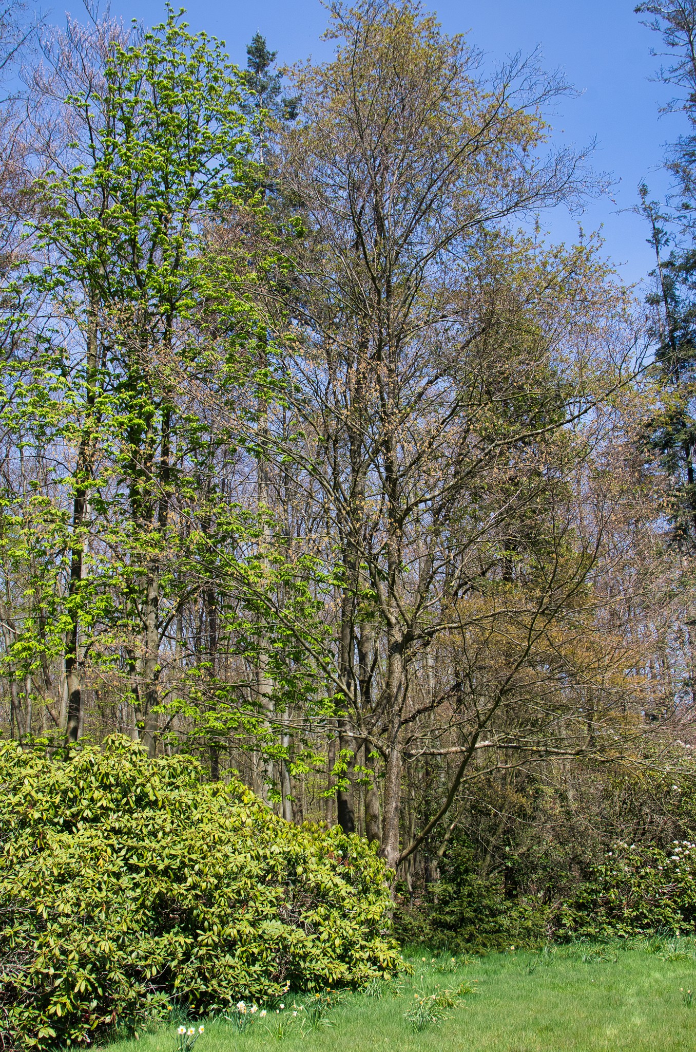 GelbBirke Betula alleghaniensis