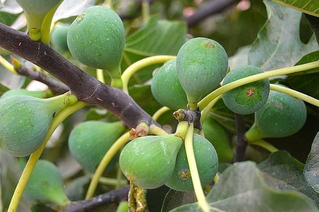Anjeer Ke Fayde-Benefits of anjeer in hindi-Anjeer Kya hota h