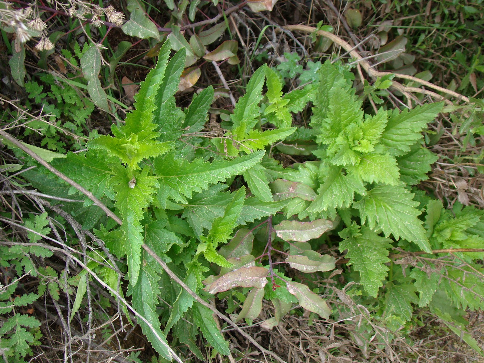 Leaves of Plants Figwort