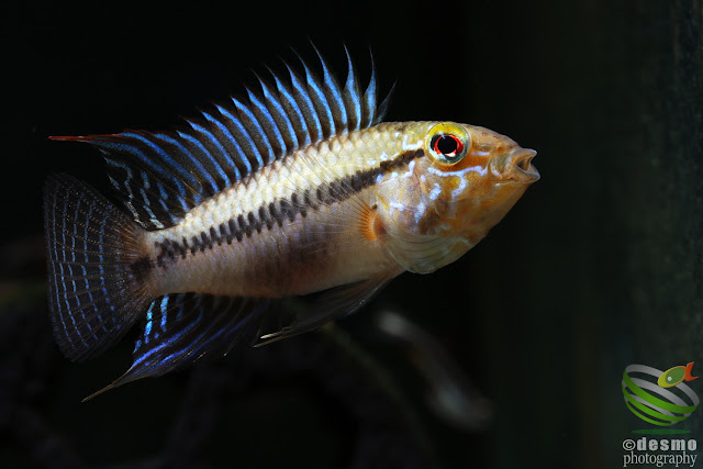 Apistogramma sp. D50 / sp. unibrow