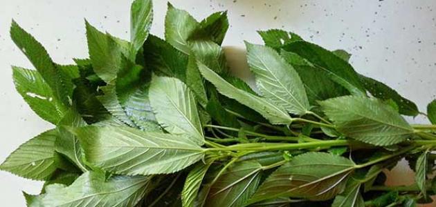 أهم فوائد الملوخية أهم فوائد الملوخية