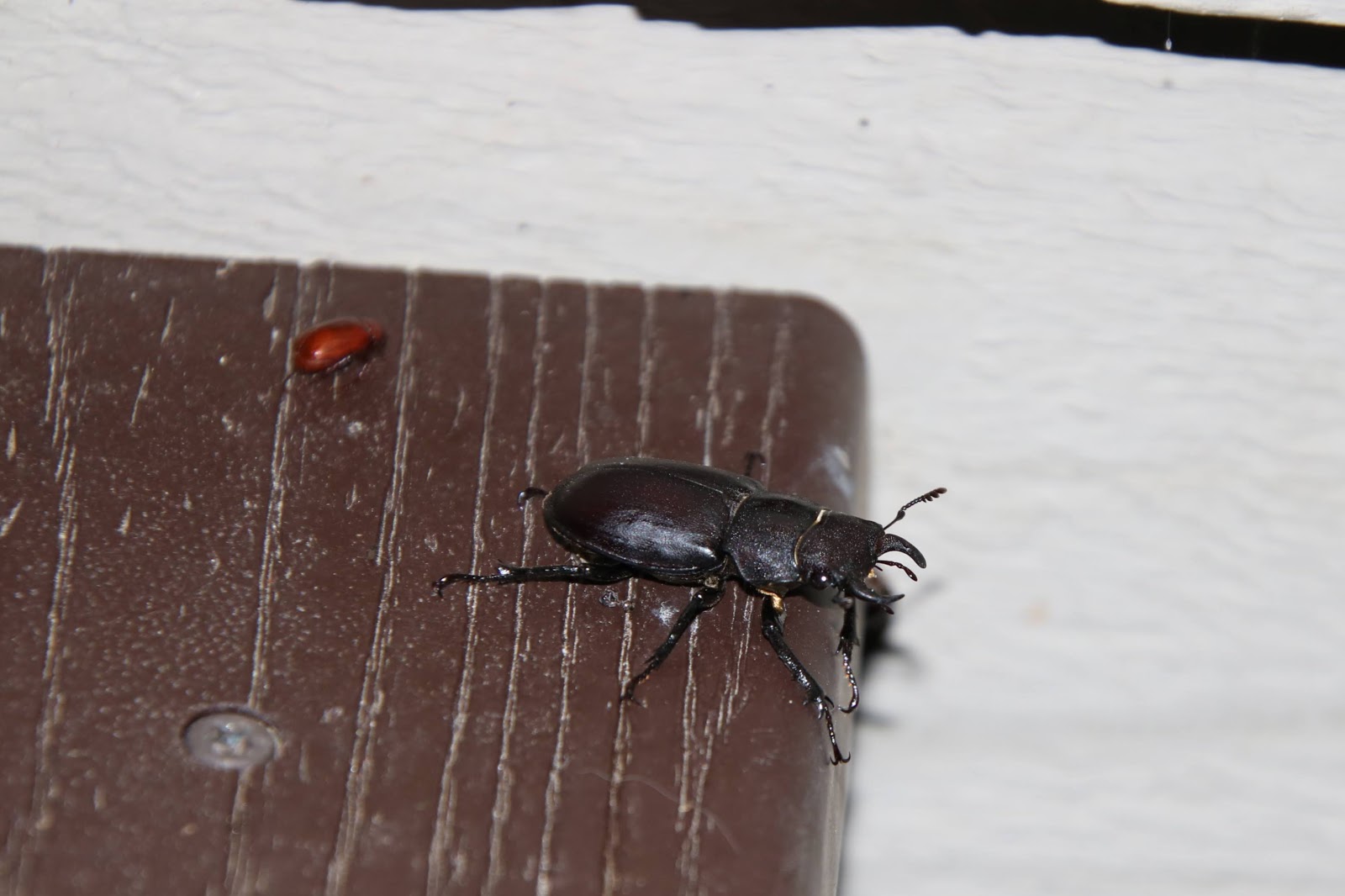 The Bugs Come Out at Night