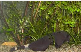 Jenis Ikan Hias Air Tawar Aquarium  Black Ghost  Dari Brazil