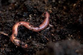 An Earthworm