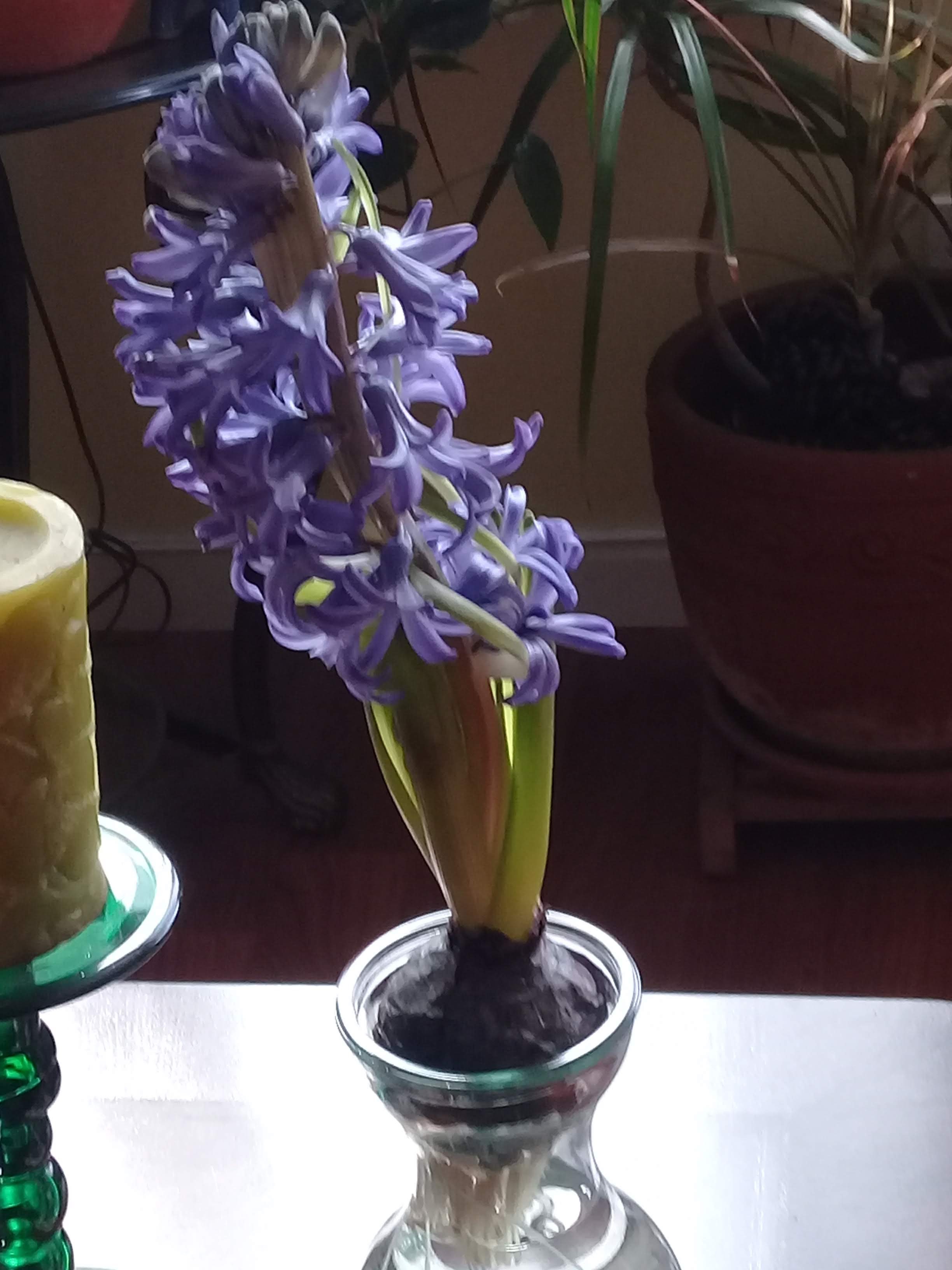 Our Hyacinth Smells So Good, What a Blessing!