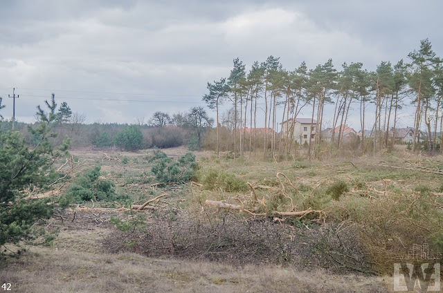 Wycinka drzew pomiędzy Pawłówkiem a Tryszczynem, obwodnica Bydgoszczy