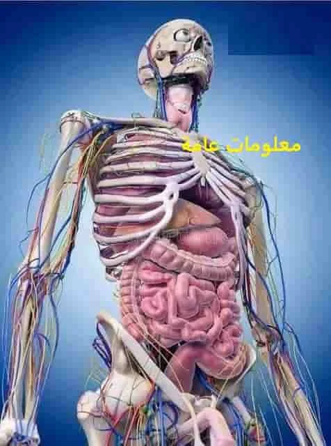 جسم الانسان,جسم الإنسان,مكونات جسم الإنسان,اعضاء جسم الإنسان,اجهزة جسم الإنسان