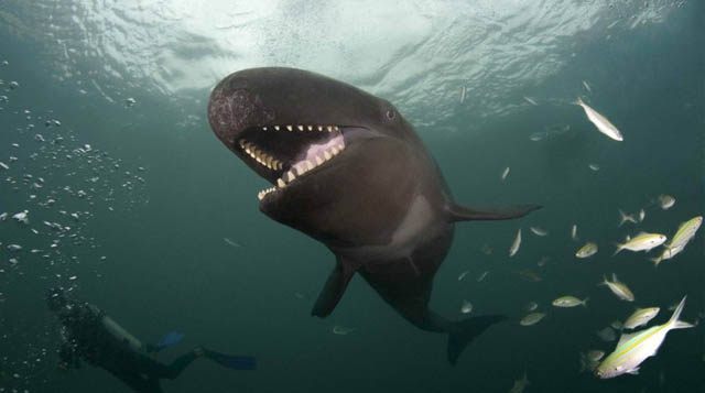 La falsa sonrisa de la ballena asesina