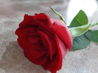 rose image