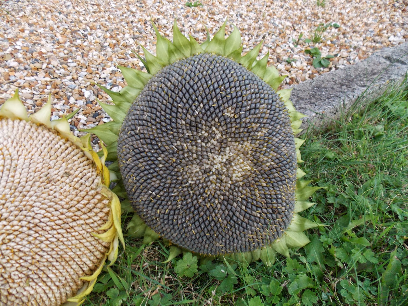 Ma récolte de tournesol 2013