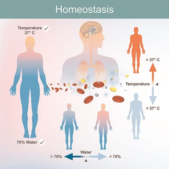 Homeostasis: positive/ negative feedback mechanisms - Medical Yukti
