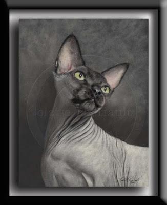 Sphynx Hairless Cat Portrait in Pastel
