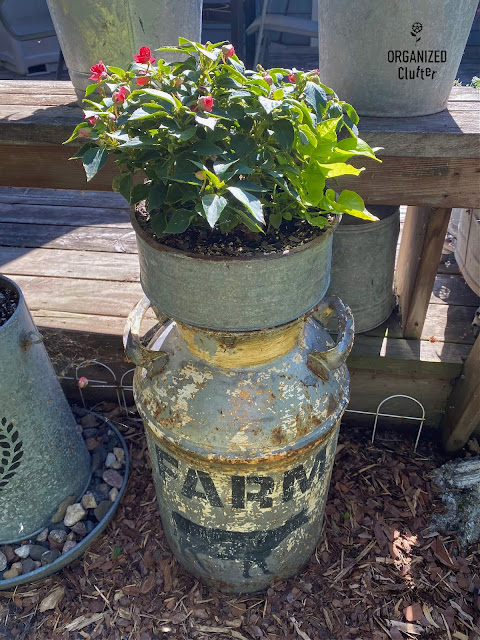 Photo of a funnel on a milk can planted with impatiens
