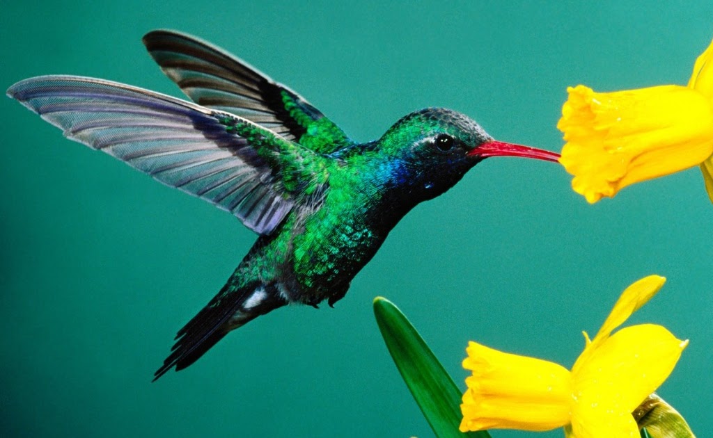 Significado Do Beija Flor Na Umbanda - Últimas Flores