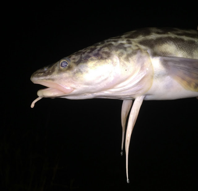 Lake Roosevelt Burbot