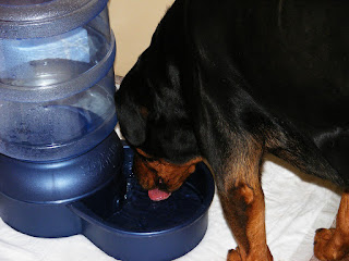 Refillable dog water bowl