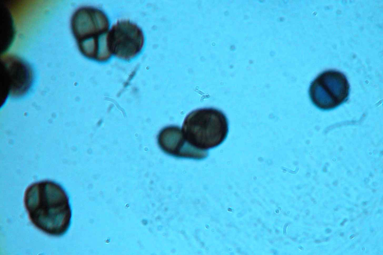 ATLAS MICOLOGIA STEMPHYLIUM