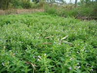 ผักแขยง เงินล้าน ~ บ้านอะลาง Alang City เกษตร,การเกษตร