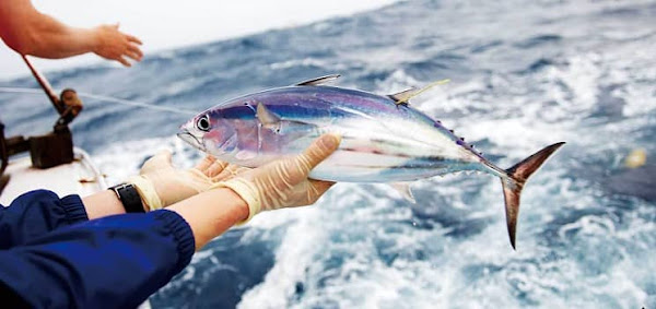 Tìm hiểu về kỹ thuật câu cá Ngừ đại dương