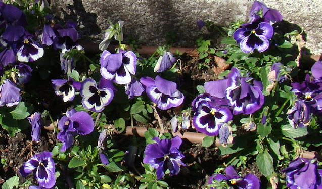 Pensamientos (Viola x wittrockiana).