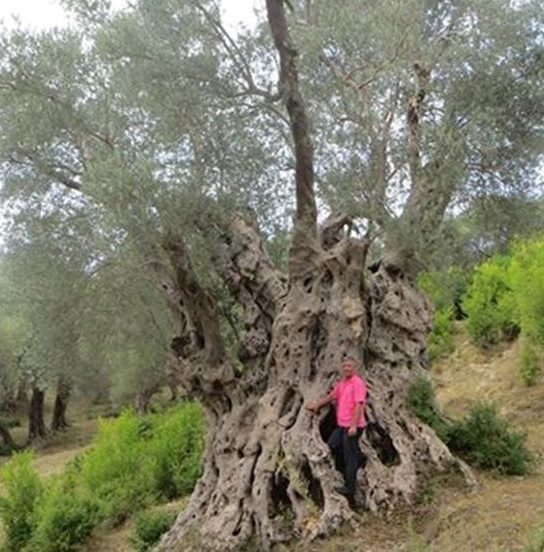1000years old olive tree found in the Albanian village