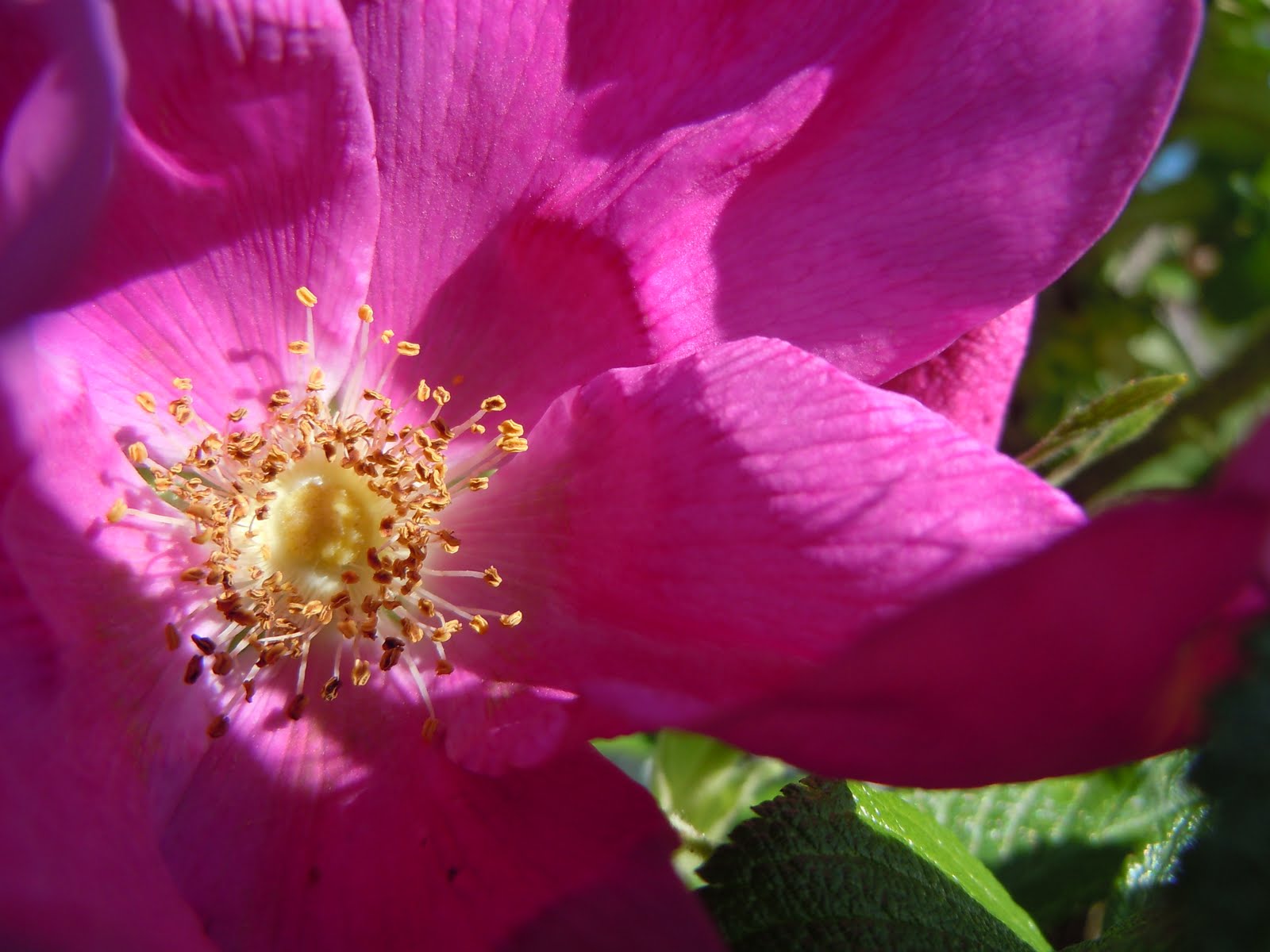 Dandelioness Herbals Valentine's Aphrodisiac Recipes