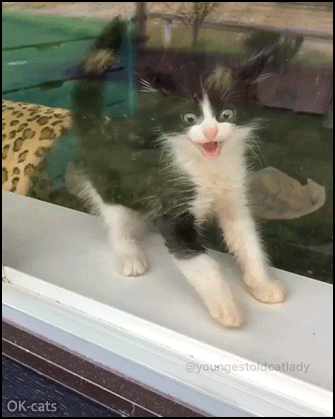 Scared Kitten GIF • Angry kitty with crazy eyes hissing hard and falling back on floor IN SLOW MOTION Scared Kitten GIF • Angry kitty with crazy eyes hissing hard and falling back on floor IN SLOW MOTION
