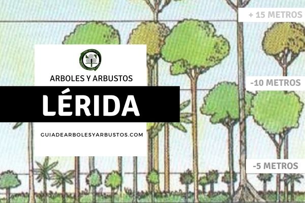 Arboles y arbustos en Lleida, España