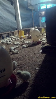 pemeliharaan ayam tradisional pemeliharaan ayam tradisional