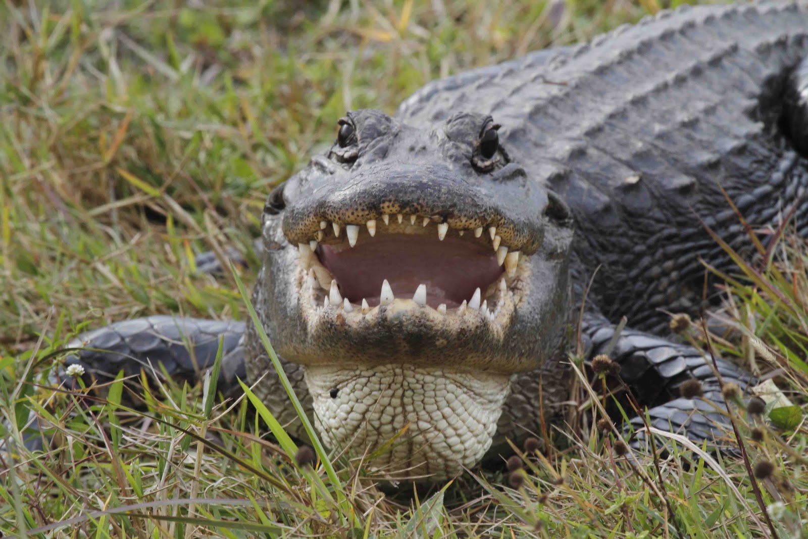 Philly Bird Nerd Gators! With Video