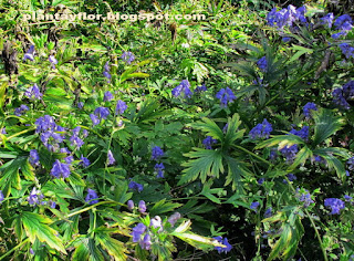 Aconitum japonicum