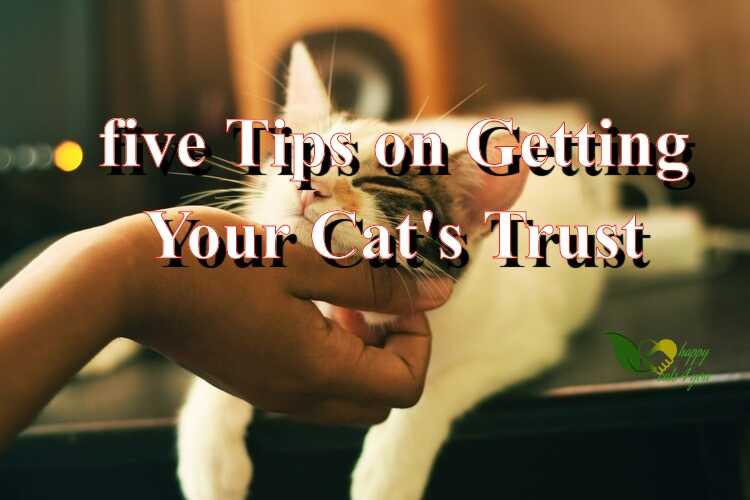 five Tips on Getting Your Cat's Trust