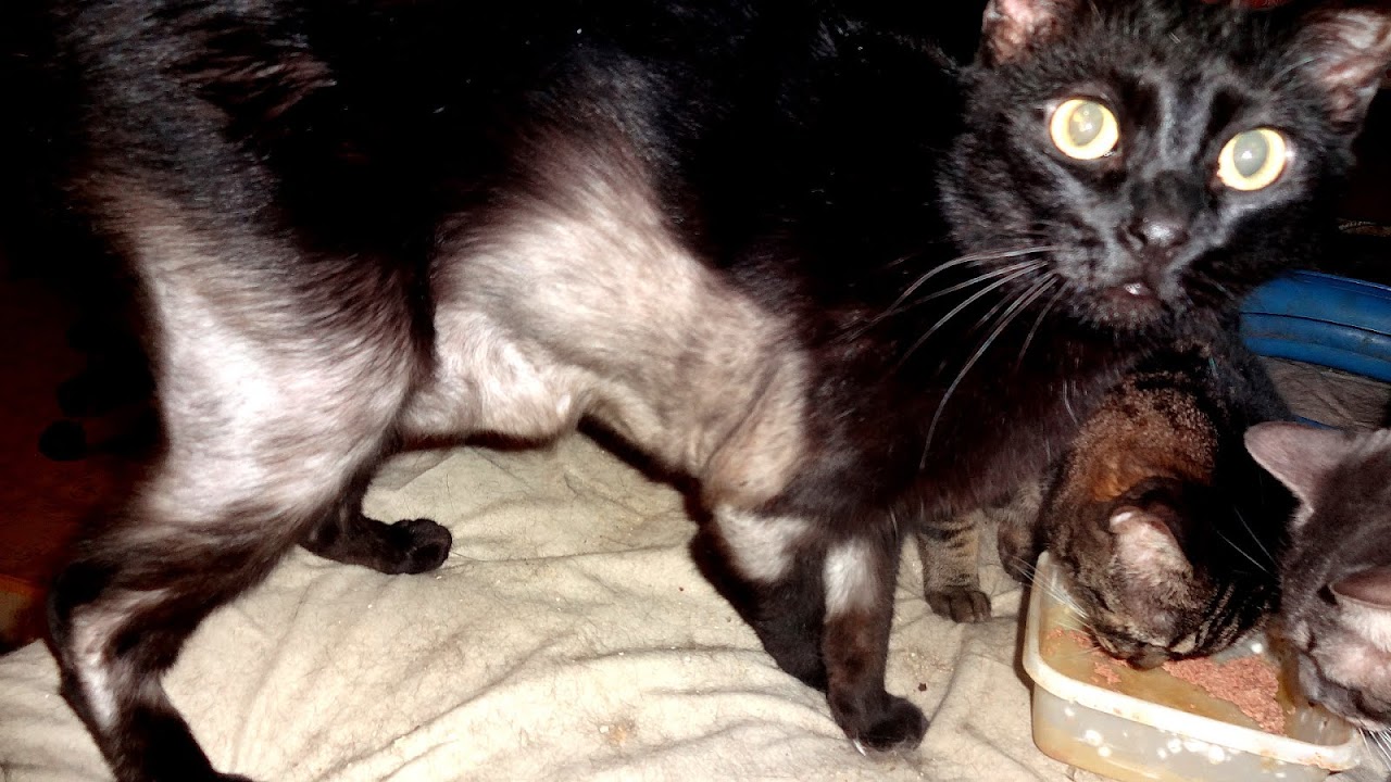 Cat Food Allergies Symptoms Cat Choices