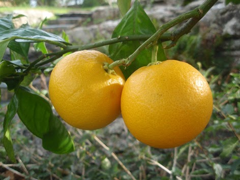 Naranjas