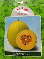 Melon Uranus murah, perawatan mudah, rasa manis, daging keras,  Leader, Melon Uranus, Melon Kulit Kuning, Melon Daging Kuning, Cap Panah Merah,East West Seed, Benih, Bibit, Tanaman, Budidaya, Harga murah, Petani