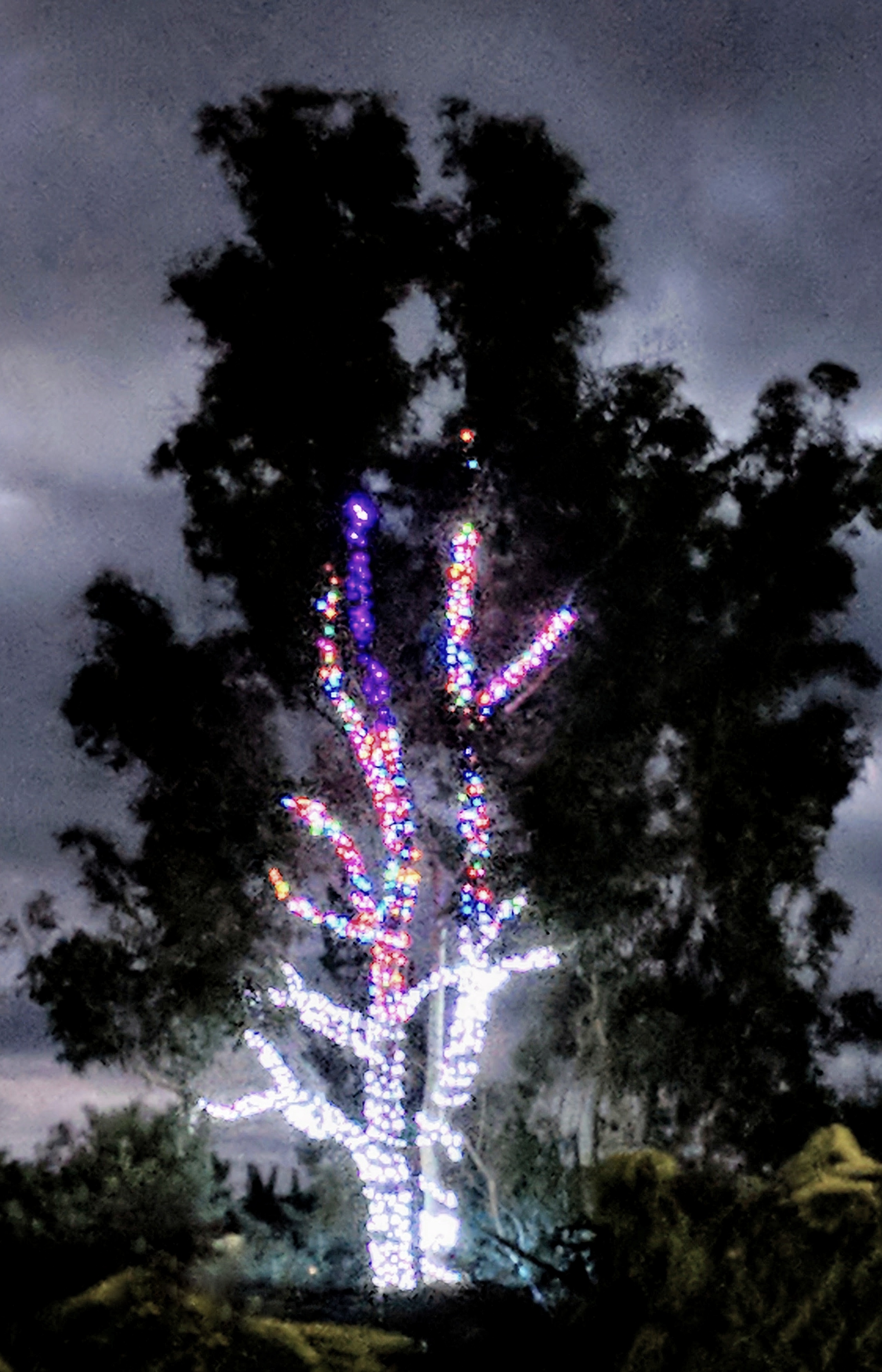 Lit up tree