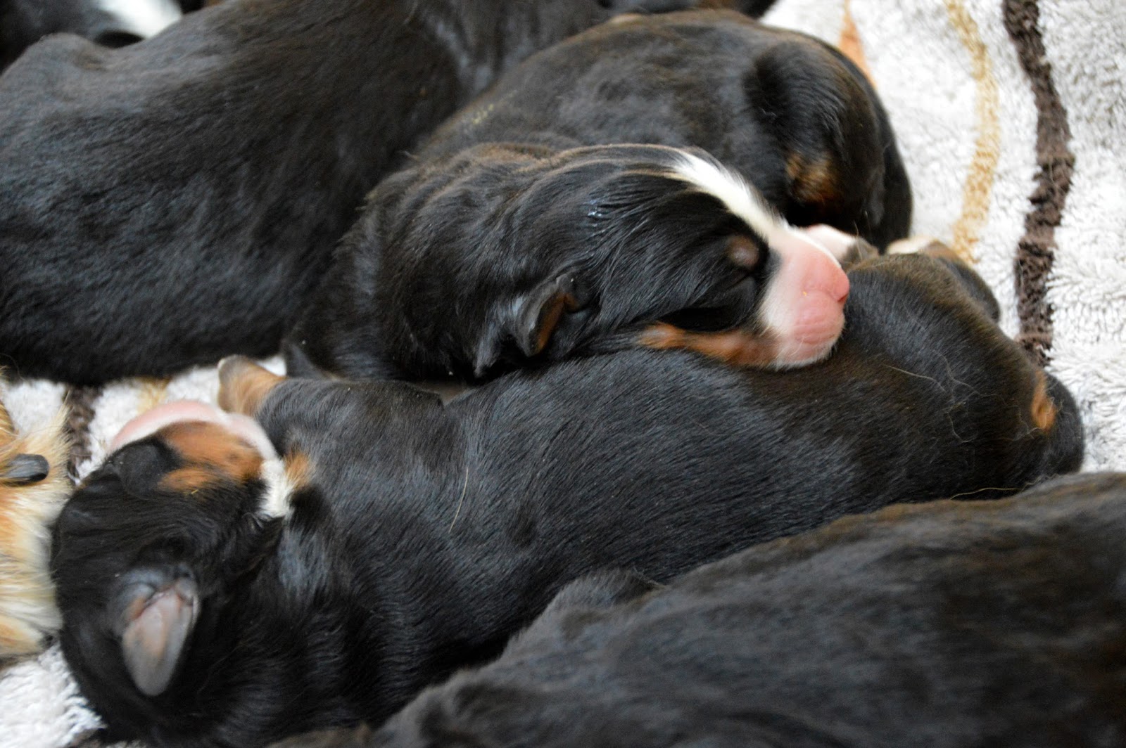 Bucks County Bernese Puppies