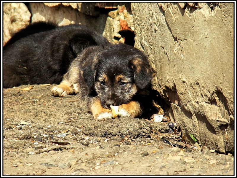 Бедные собаки картинки