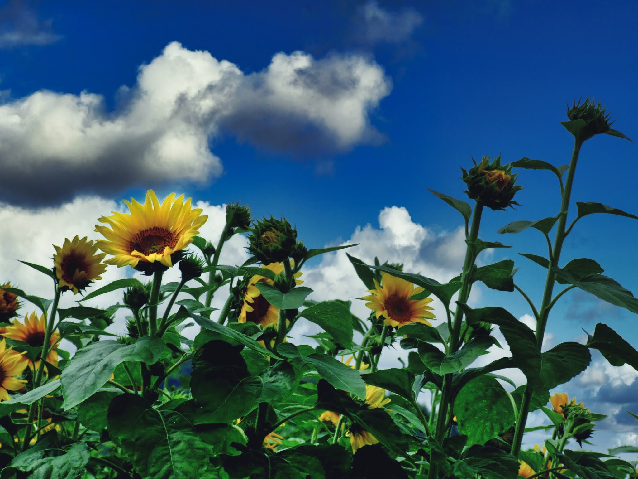 青空 黄色い向日葵（ヒマワリ） ひまわり写真素材 ゴッホのひまわり blue sky,yellow sunflower,photo stock,Van Gogh's sunflower