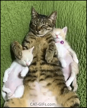 Cute Kitten GIF • 2 Kitties sleeping on back with Mama and stretching. Sweet family during nap time.. Cute Kitten GIF • 2 Kitties sleeping on back with Mama and stretching. Sweet family during nap time..