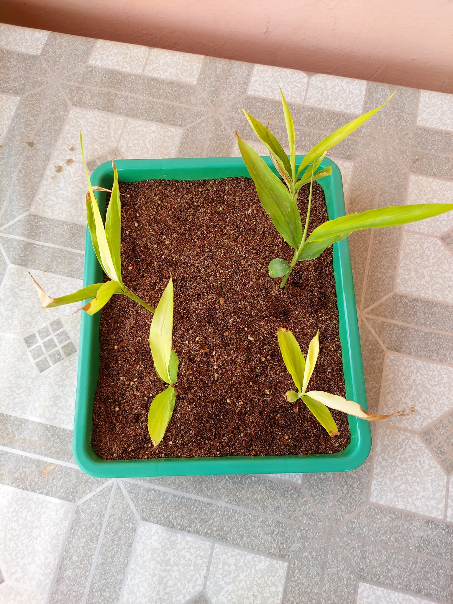 How to Grow cardamom from seeds / Elachi