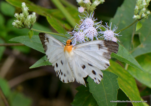 The Forested Path (and Beyond): BUTTERFLIES of RAUB: The White Dawnfly ...