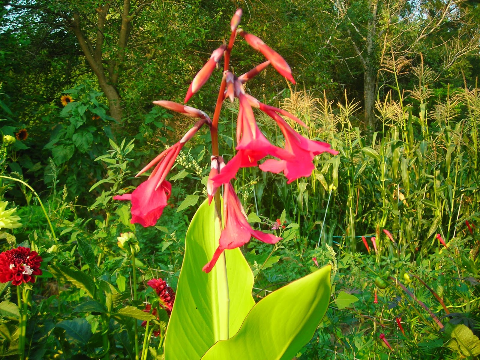 Gardening Granny's Gardening Pages Cannas