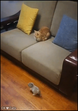 Cute Kitten GIF • Tiny kitty climbs up the couch like a spider cat [cat-gifs.com]