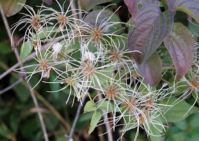 Frutos plumosos de Clematis vitalba