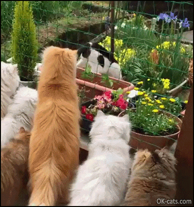 Funny Cat GIF •  6 fluffy Persian cats spying a feral cat walking in the back yard [ok-cats.com]