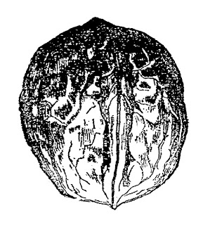 digital walnut clip art walnut illustration download