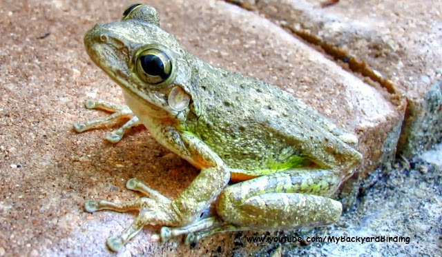 Cuban Tree Frog