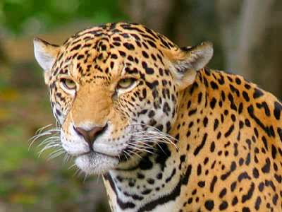 Jaguar - Information and Wallpapers